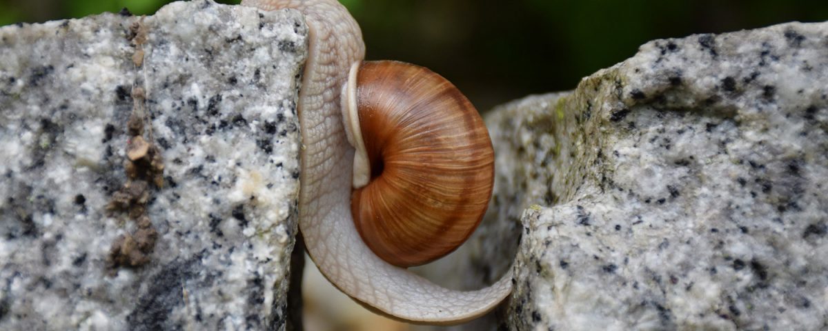 Caracol