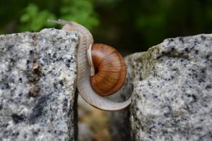 Caracol