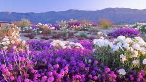 Desierto rosa Chile