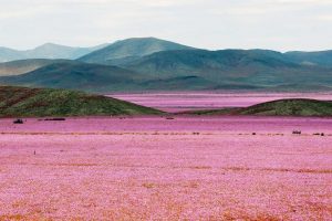 Desierto rosa Chile principal