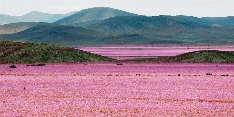 Desierto rosa Chile principal