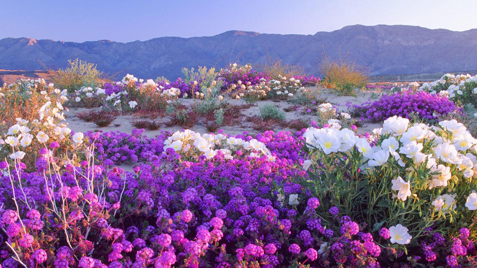 Desierto rosa Chile